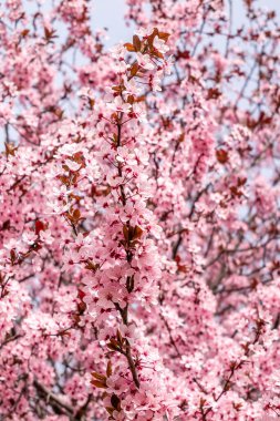 Cherry blossom, sakura flowers in a park in Madrid, Spain