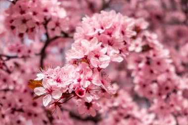 Cherry blossom, sakura flowers in a park in Madrid, Spain