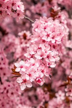 Cherry blossom, sakura flowers in a park in Madrid, Spain