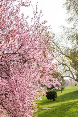 Cherry blossom, sakura flowers in a park in Madrid, Spain