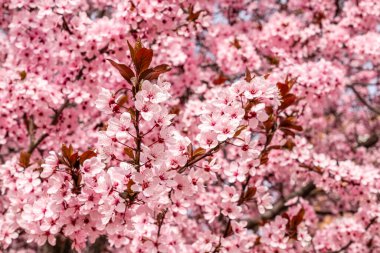 Cherry blossom, sakura flowers in a park in Madrid, Spain