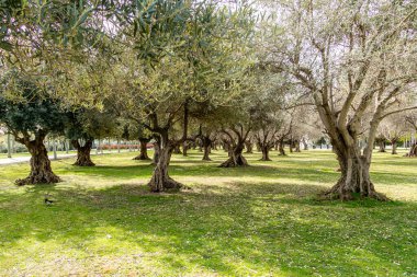 Gardens and meadows of the linear park of the Manzanares in Madrid