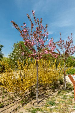 Gardens and meadows of the linear park of the Manzanares in Madrid