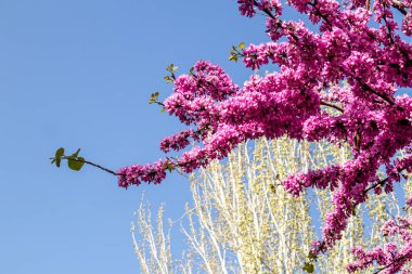 Madrid Enrique Tierno Galvan park, where the planetarium is located