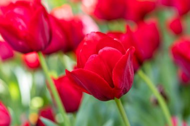 Tulipa Red Planet cultivated in a garden in Madrid