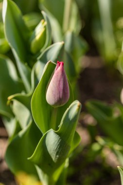 Tulipa Red Planet cultivated in a garden in Madrid