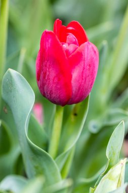 Tulipa Red Planet cultivated in a garden in Madrid