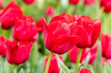 Tulipa Red Planet cultivated in a garden in Madrid