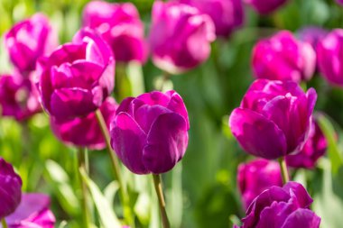 Tulipa Negrita cultivated in a garden in Madrid