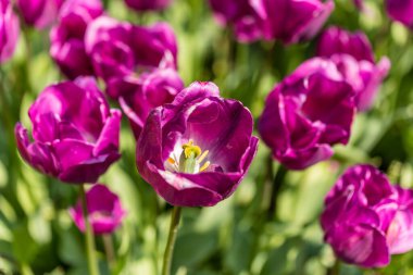 Tulipa Negrita cultivated in a garden in Madrid