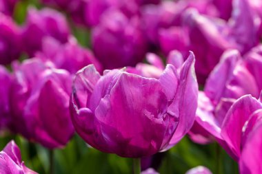 Tulipa Negrita cultivated in a garden in Madrid
