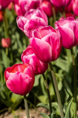 Tulipa Primavera cultivated in a garden in Madrid