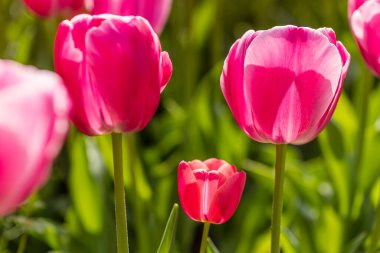 Tulipa Primavera cultivated in a garden in Madrid