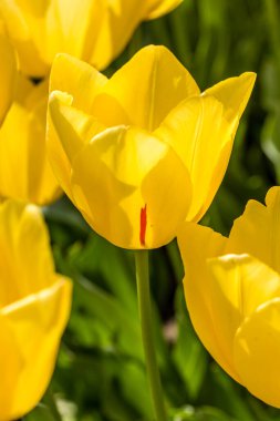 Tulipa Friendship cultivated in a garden in Madrid