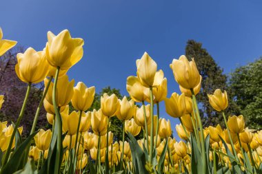 Tulipa Ronaldo cultivated in a garden in Madrid