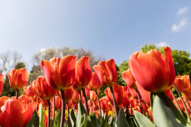 Tulipa cultivated in a garden in Madrid