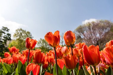 Tulipa cultivated in a garden in Madrid