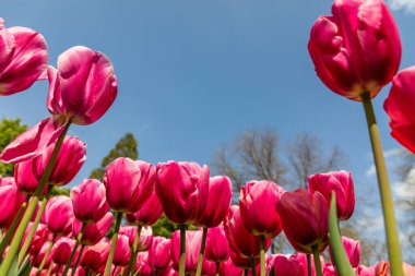 Tulipa cultivated in a garden in Madrid