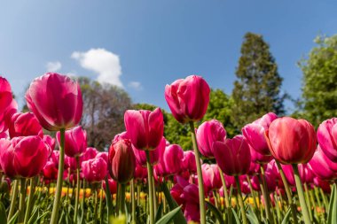 Tulipa cultivated in a garden in Madrid