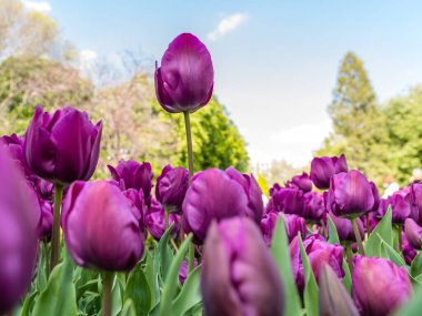 Tulipa cultivated in a garden in Madrid