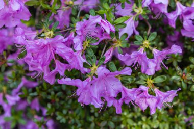 Rhododendron Yedonense Roukhanense blooming flowers in the spring garden.