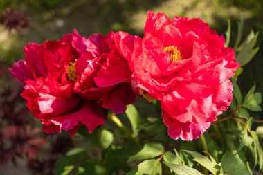 Tree peony Paeonia suffruticosa in park.