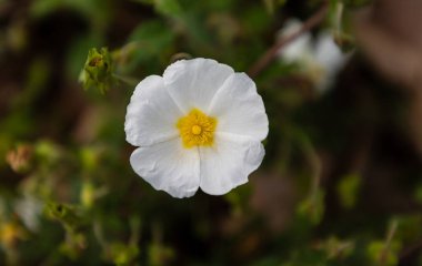 Yellow Halimium flower Background