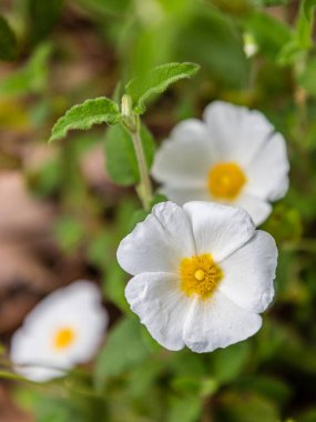 Yellow Halimium flower Background