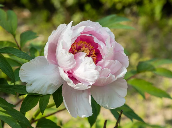 Tree peony (Paeonia suffruticosa) in park. Head of a pale pink peony flower. Natural green background. Paeonia suffruticosa. Shallow depth of field.