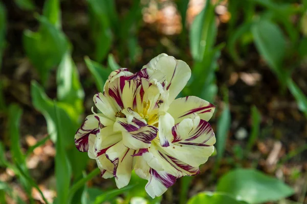 Tulipa Margarita Cultivated Garden Madrid — Φωτογραφία Αρχείου