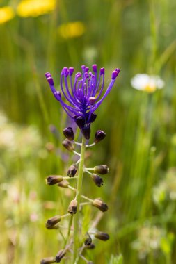 beautiful colorful meadow of wild flowers