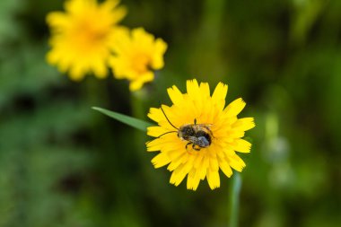 insect perched on a flower
