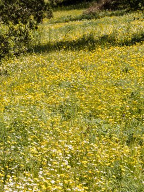 beautiful colorful meadow of wild flowers