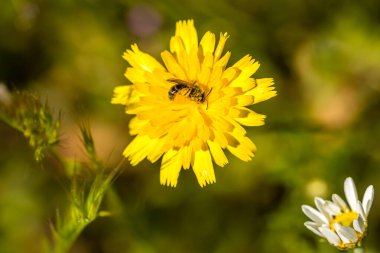 insect perched on a flower