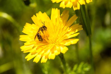 insect perched on a flower