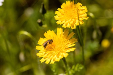 insect perched on a flower