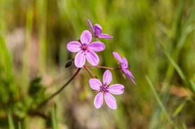 erodium flower in its wild habitat