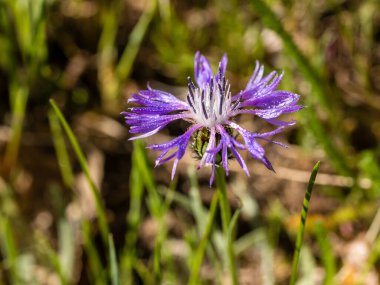 silene noctiflora flower in its wild habitat