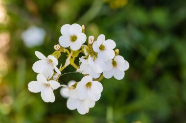 saxifraga granulata flower in its wild habitat