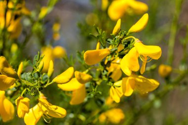 retama flower in its wild habitat