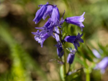 hyacinth of the woods flower in its wild habitat