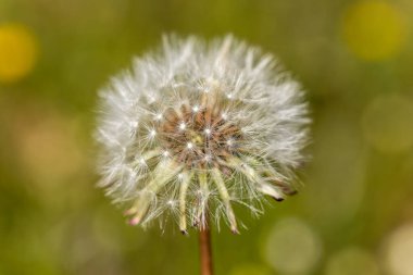 Karahindiba tohumları sabah güneş ışığı altında taze yeşil bir arka planda uçup gidiyor.