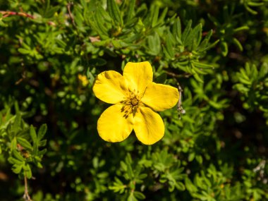 spring landscape in the sierra de guadarrama in Madrid, in the area of the town of Rascafria