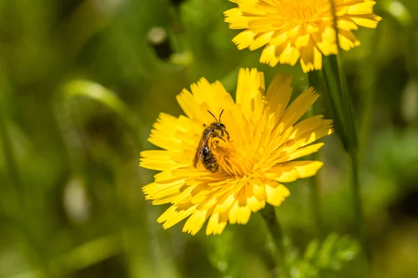 insect perched on a flower
