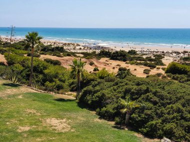 jellyfish in the Sea in beach of La Barrosa, Cadiz, Spain