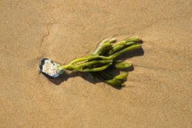 Sea in beach of La Barrosa, Cadiz, Spain