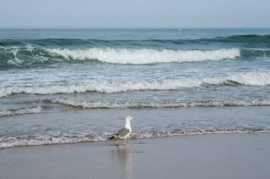 seagull on the beach of La Barrosa, Cadiz, Spain