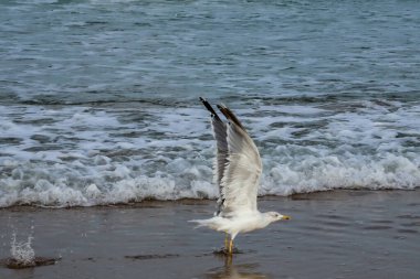 seagull on the beach of La Barrosa, Cadiz, Spain