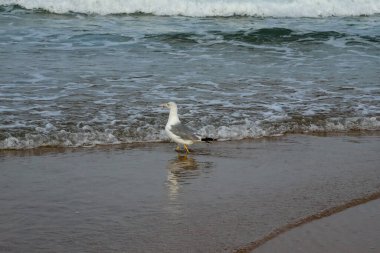 seagull on the beach of La Barrosa, Cadiz, Spain
