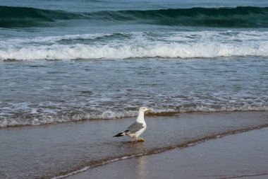seagull on the beach of La Barrosa, Cadiz, Spain